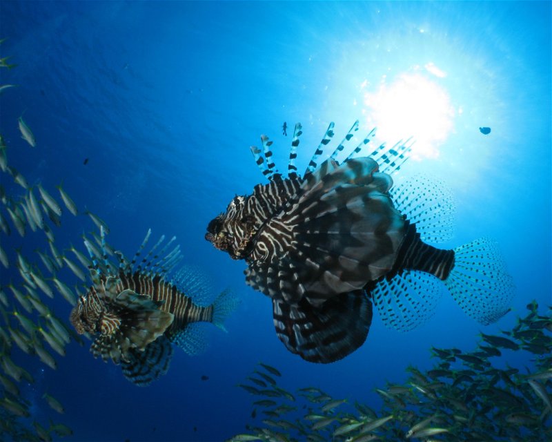 Divesite Image