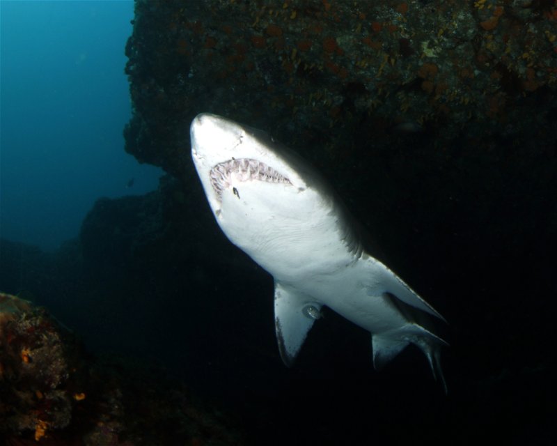 Divesite Image