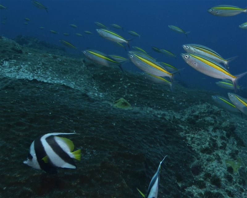 Divesite Image