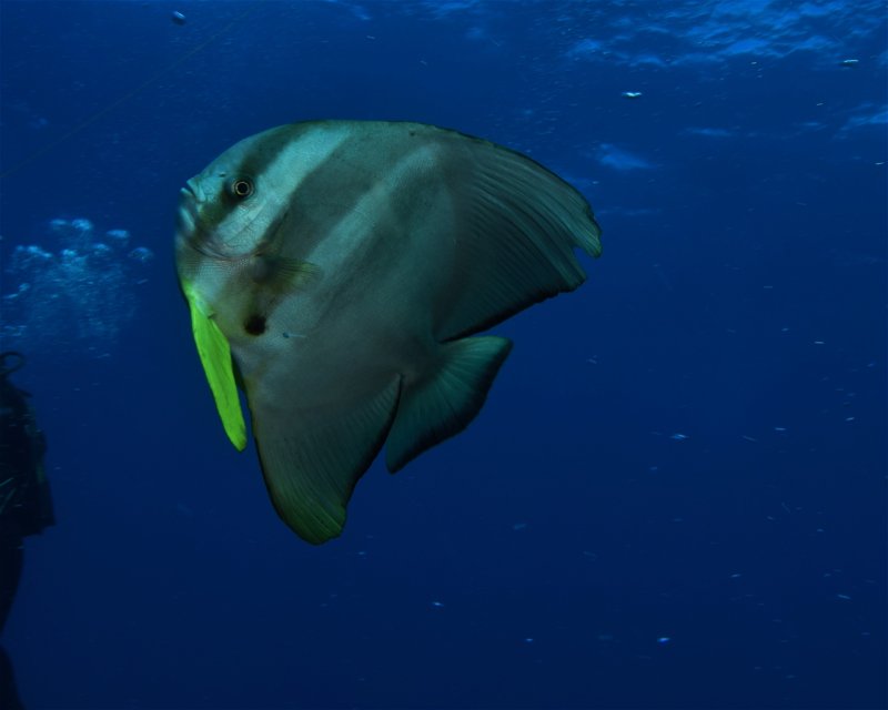 Divesite Image