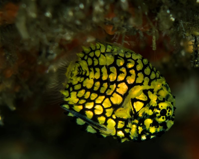 Divesite Image