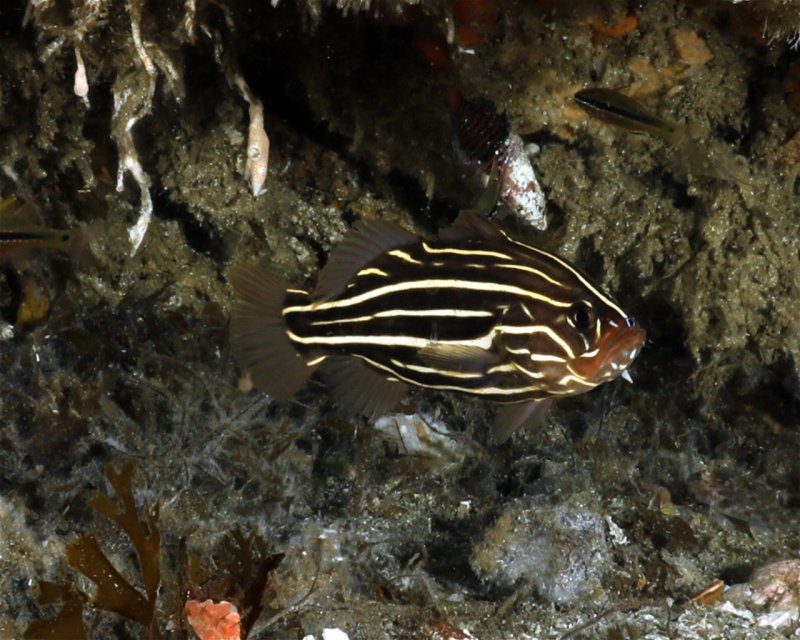 Divesite Image