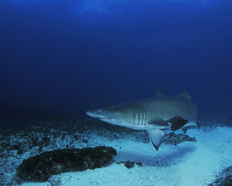 Divesite Image