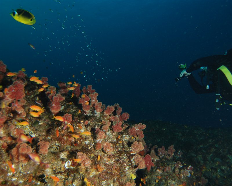 Divesite Image