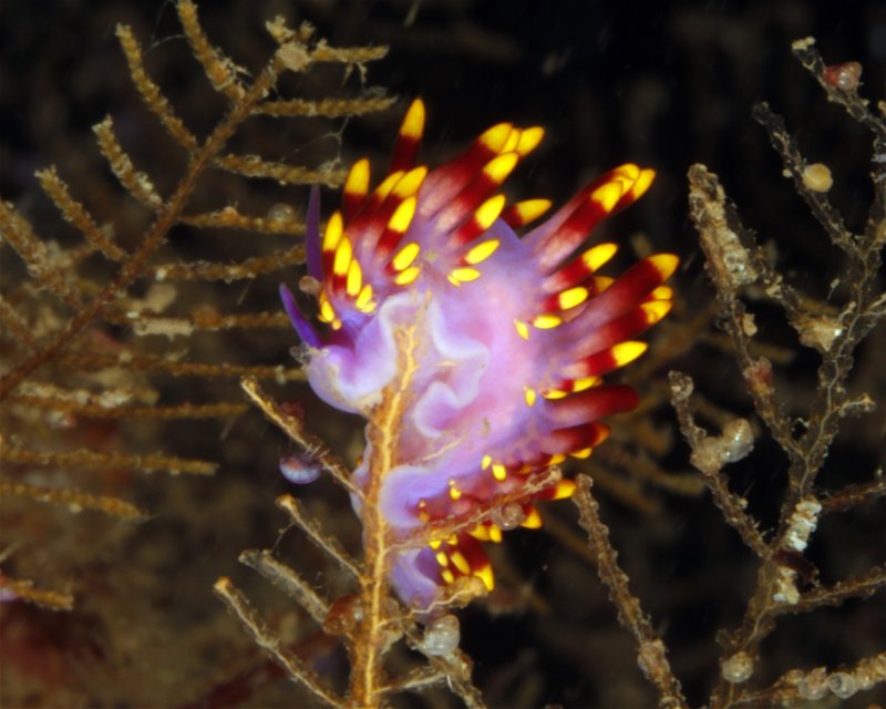 Divesite Image