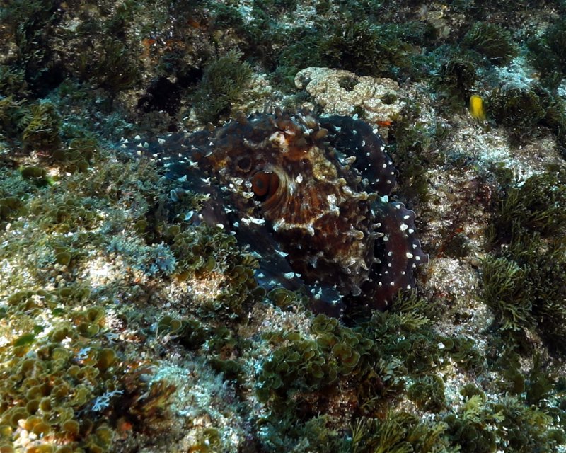 Divesite Image