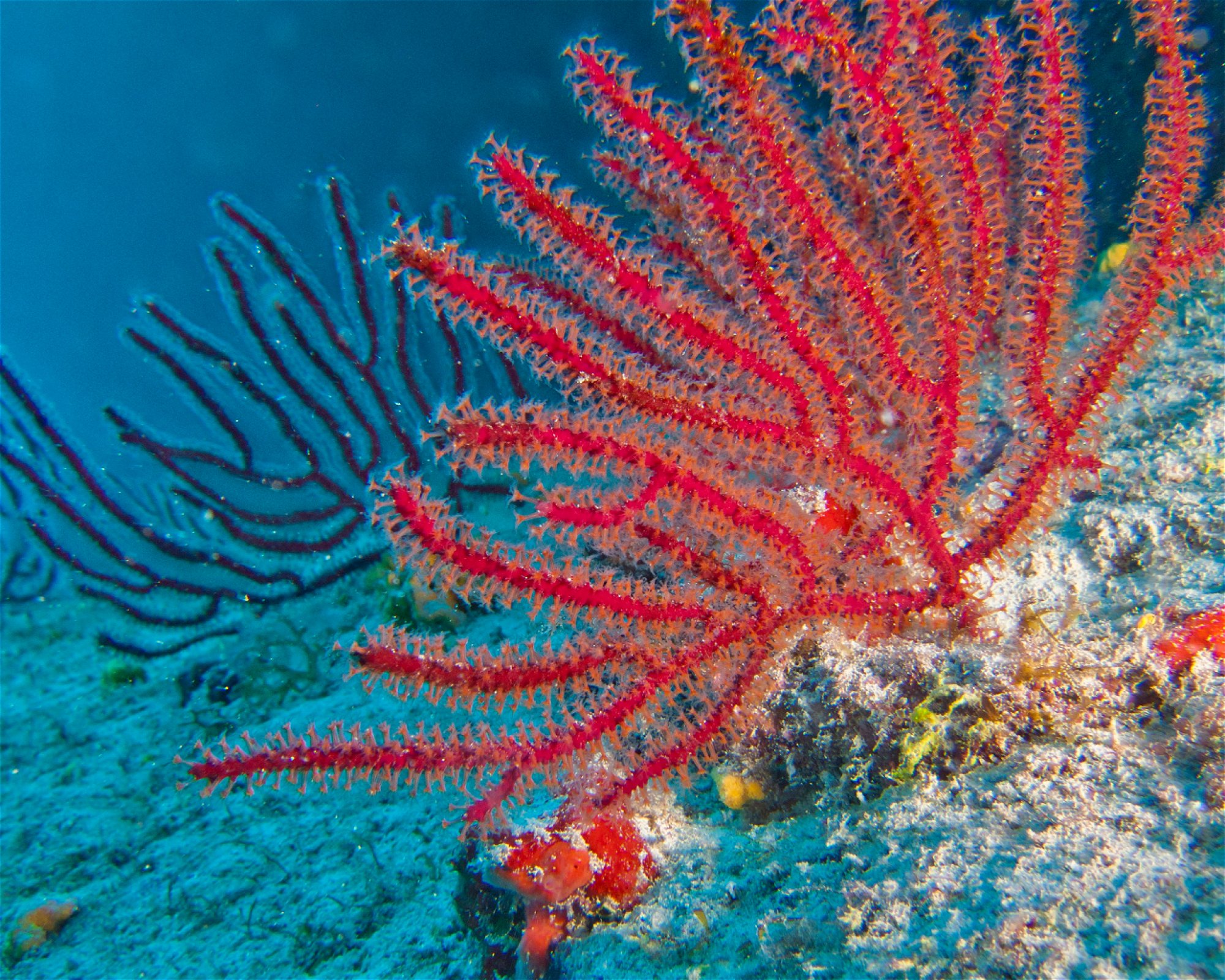 Punta Amanay SL, 35660 Fuerteventura, Corralejo
