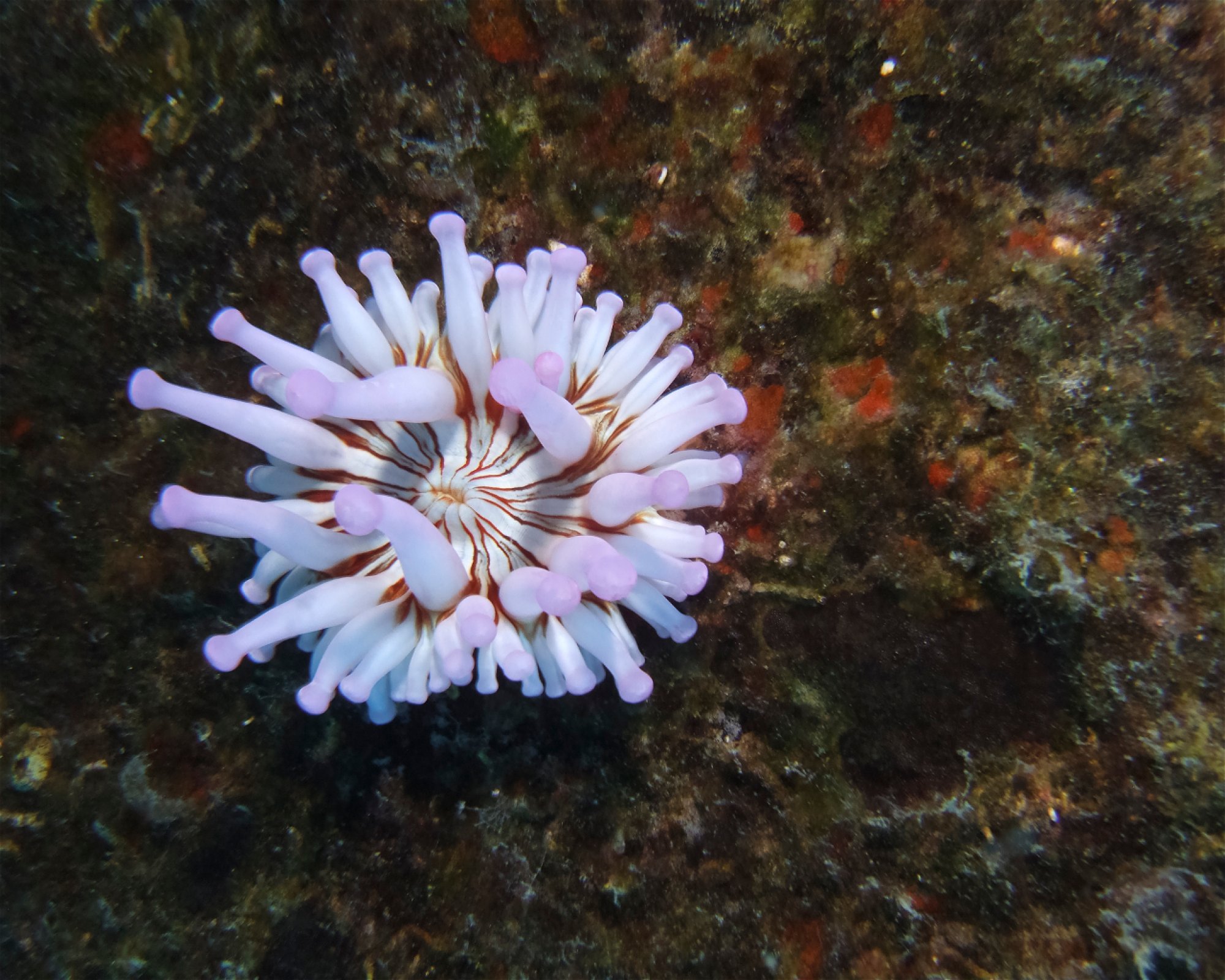 Punta Amanay SL, 35660 Fuerteventura, Corralejo