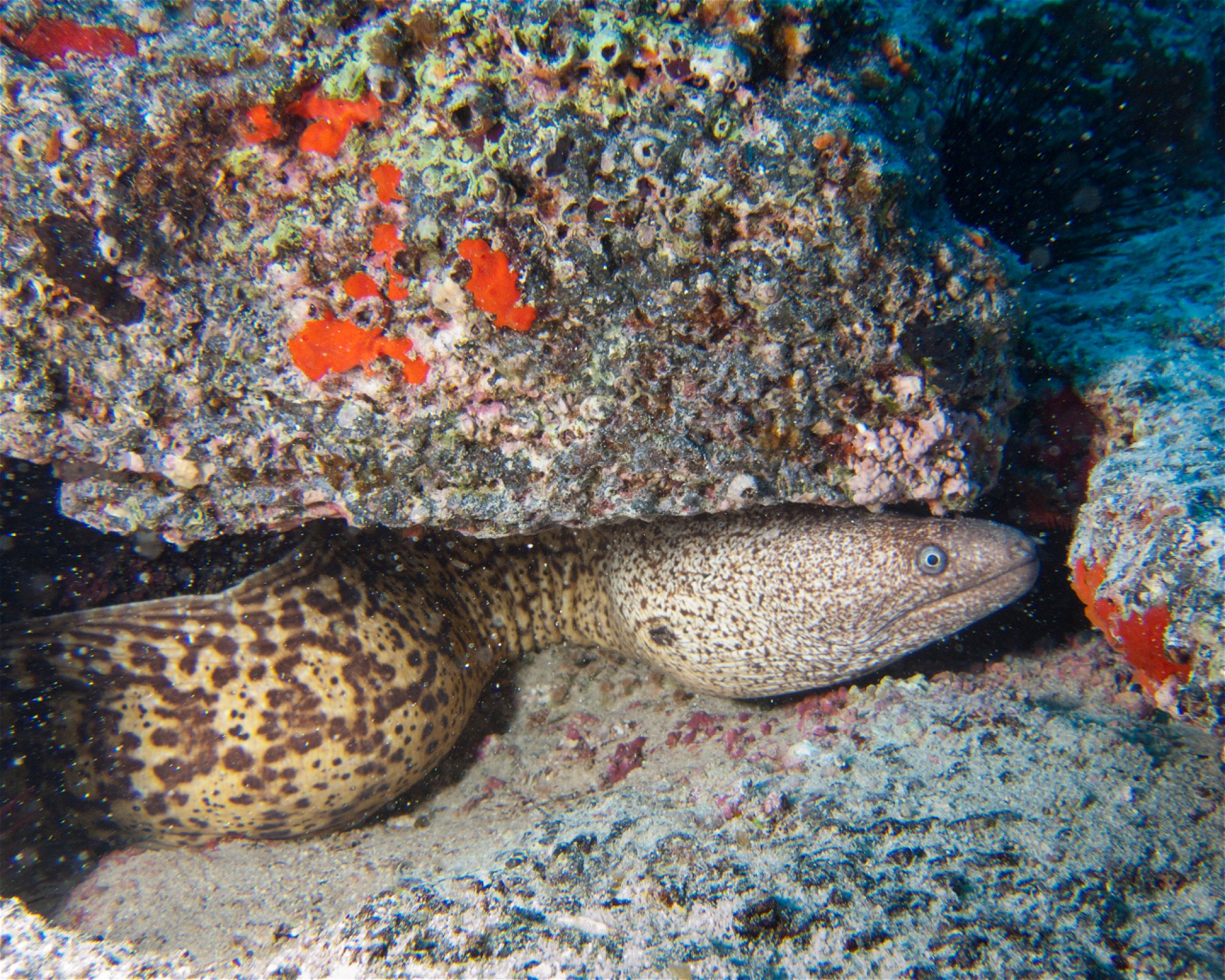 Punta Amanay SL, 35660 Fuerteventura, Corralejo