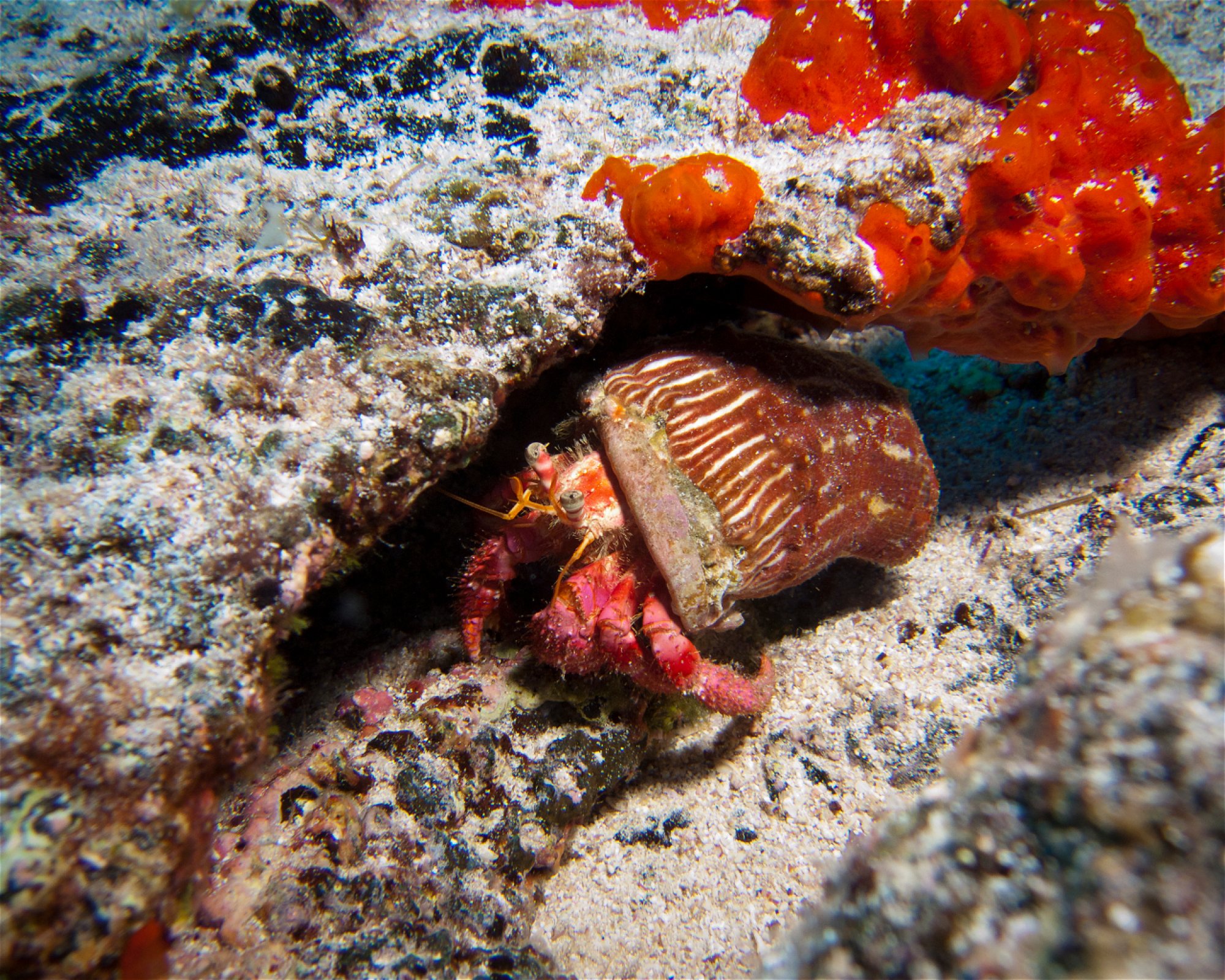 Punta Amanay SL, 35660 Fuerteventura, Corralejo