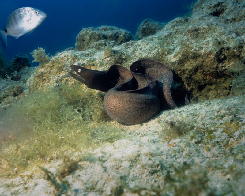 Divesite Image