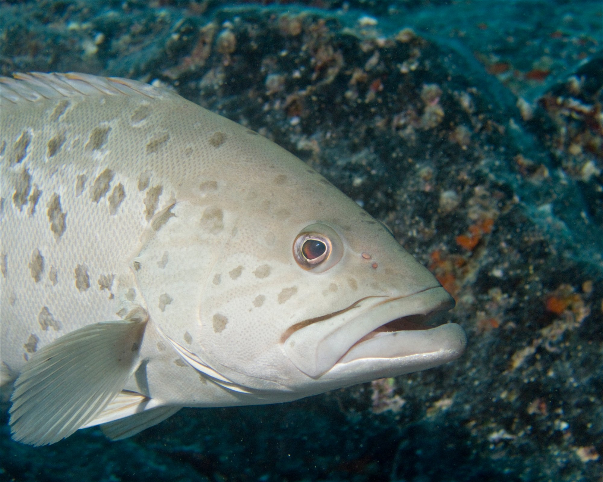 Punta Amanay SL, 35660 Fuerteventura, Corralejo