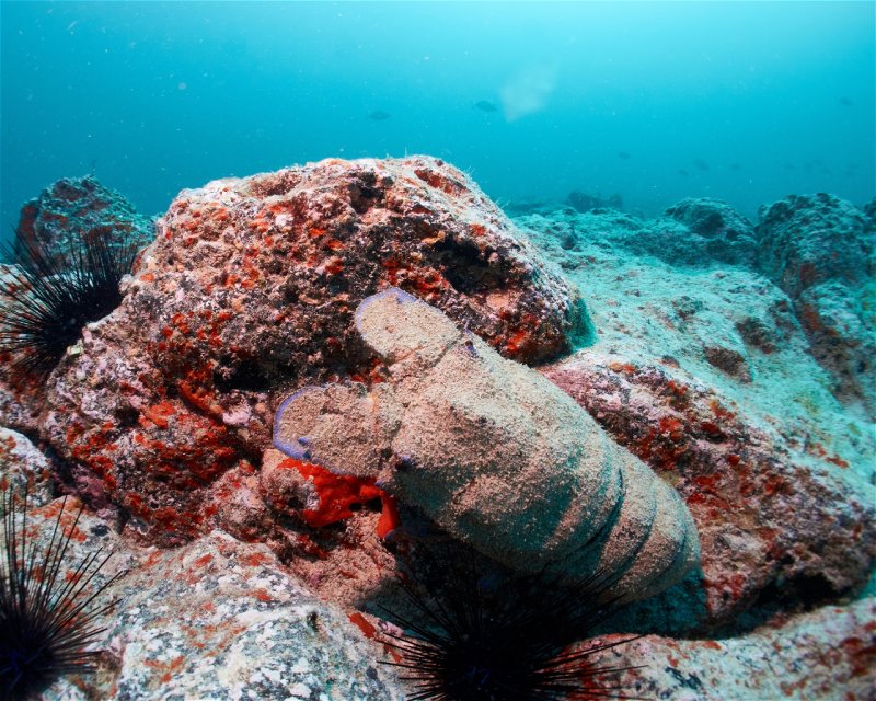 Divesite Image