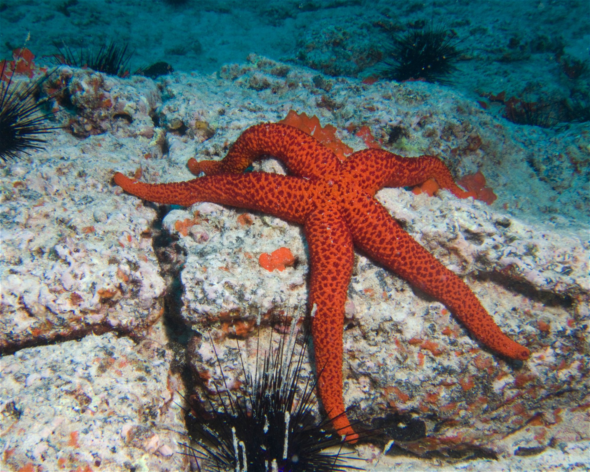 Punta Amanay SL, 35660 Fuerteventura, Corralejo