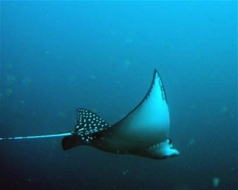 Divesite Image