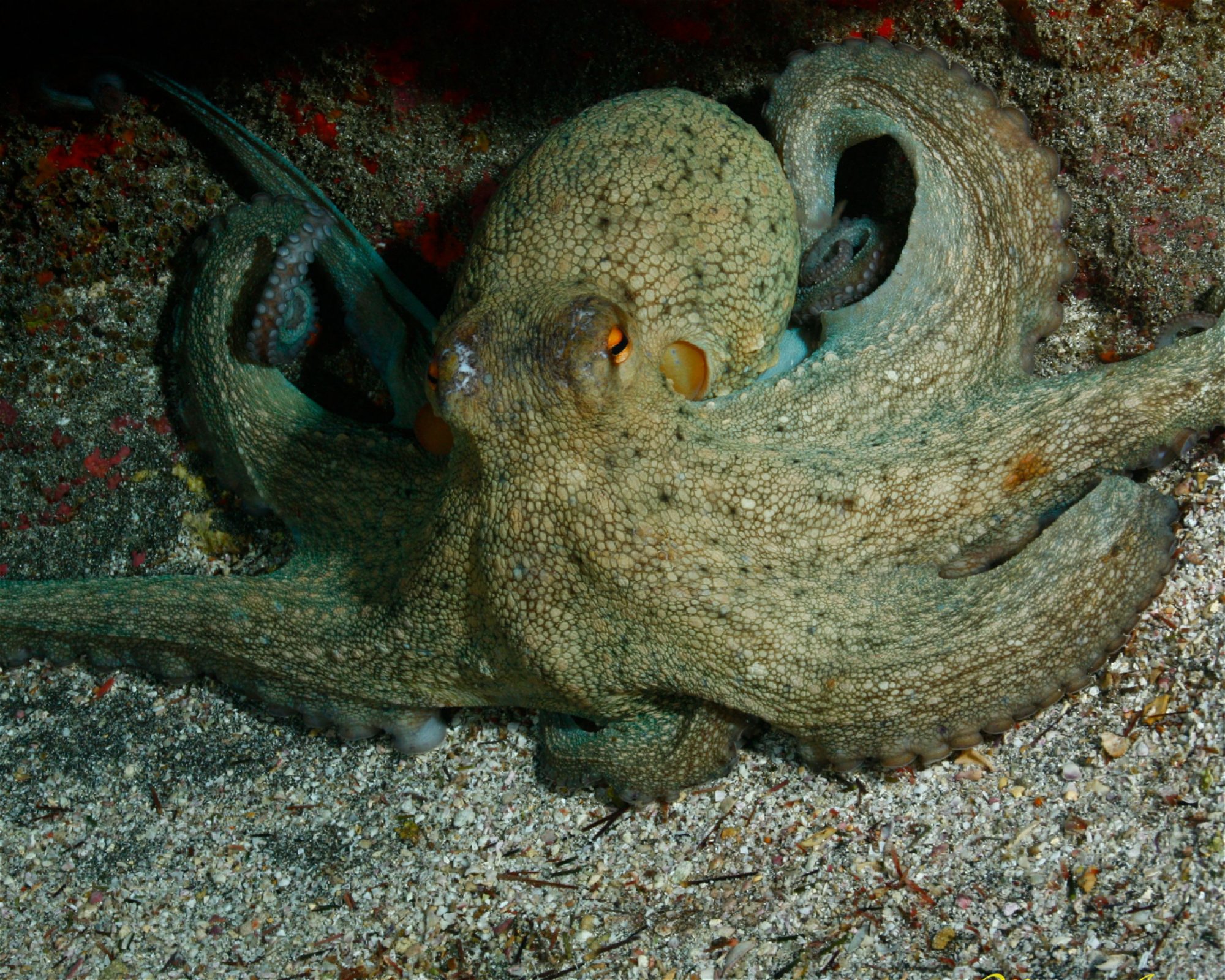 Deep Blue S.L., 35610 Fuerteventura, Caleta de Fuste