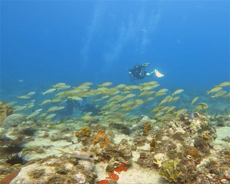 Divesite Image