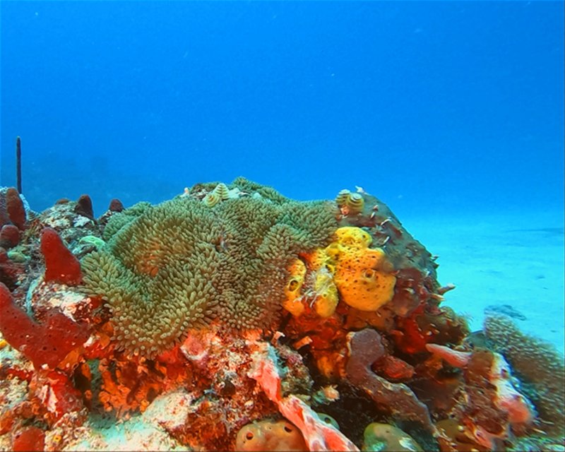 Divesite Image