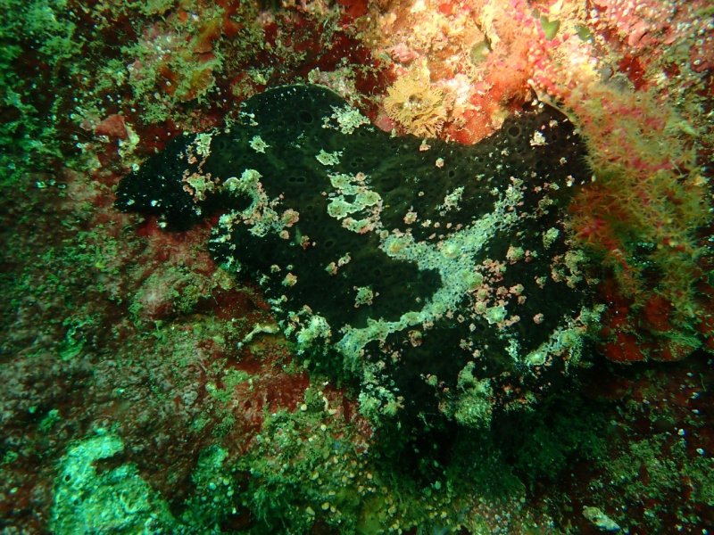 Divesite Image