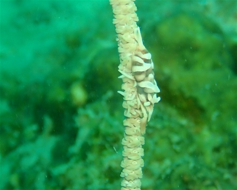 Divesite Image