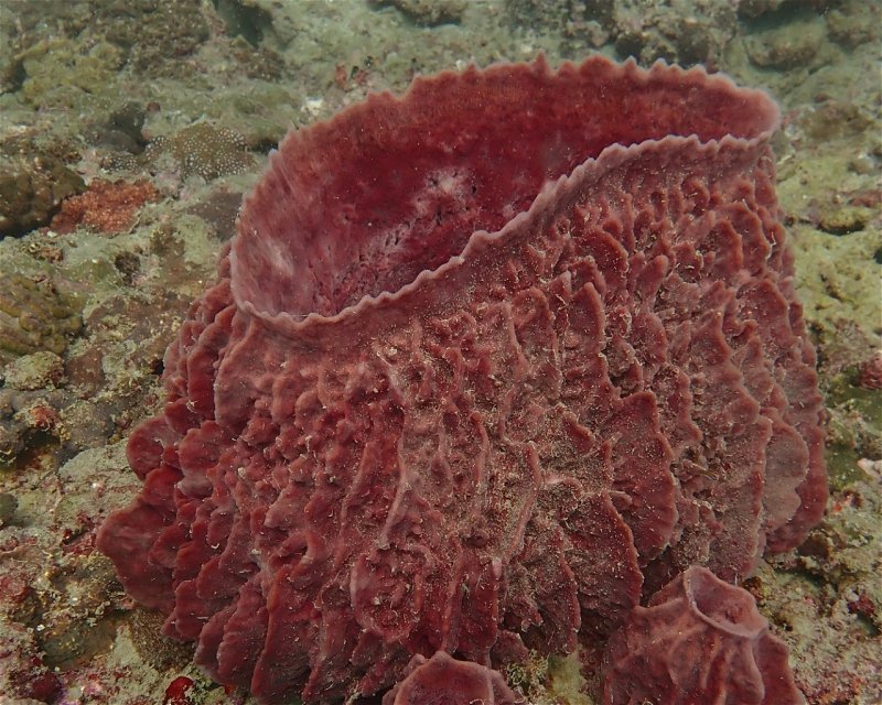 Divesite Image