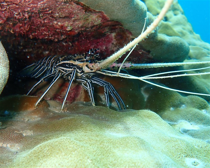 Divesite Image