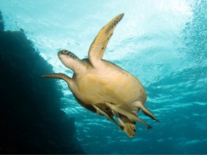 Kimud Shoal <span class=" text-sm"> (★4.8)</span>