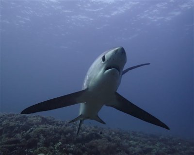 Kimud Shoal <span class="text-color-primary text-sm"> (★4.8)</span>