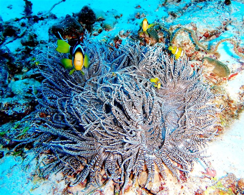 Divesite Image