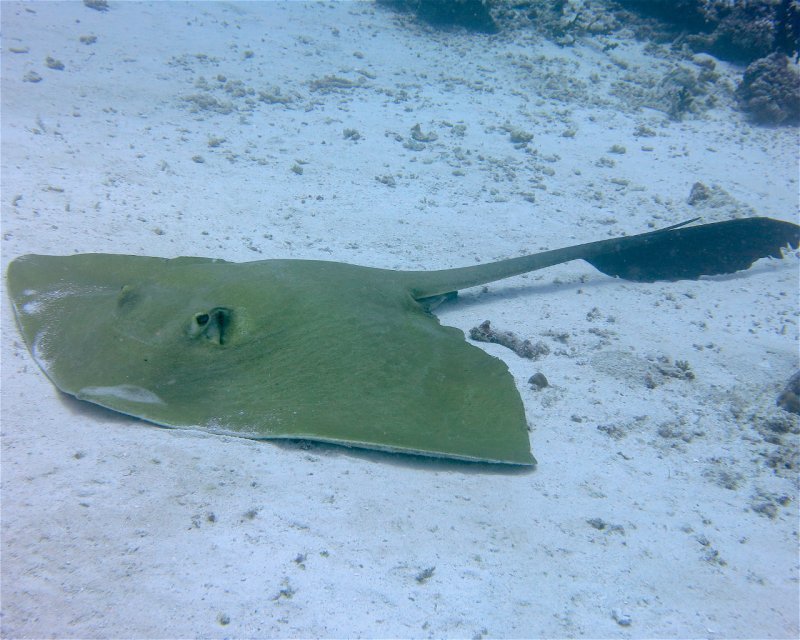 Divesite Image