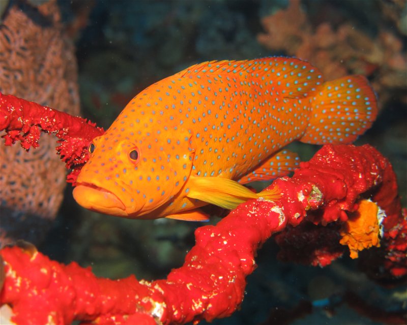 Divesite Image