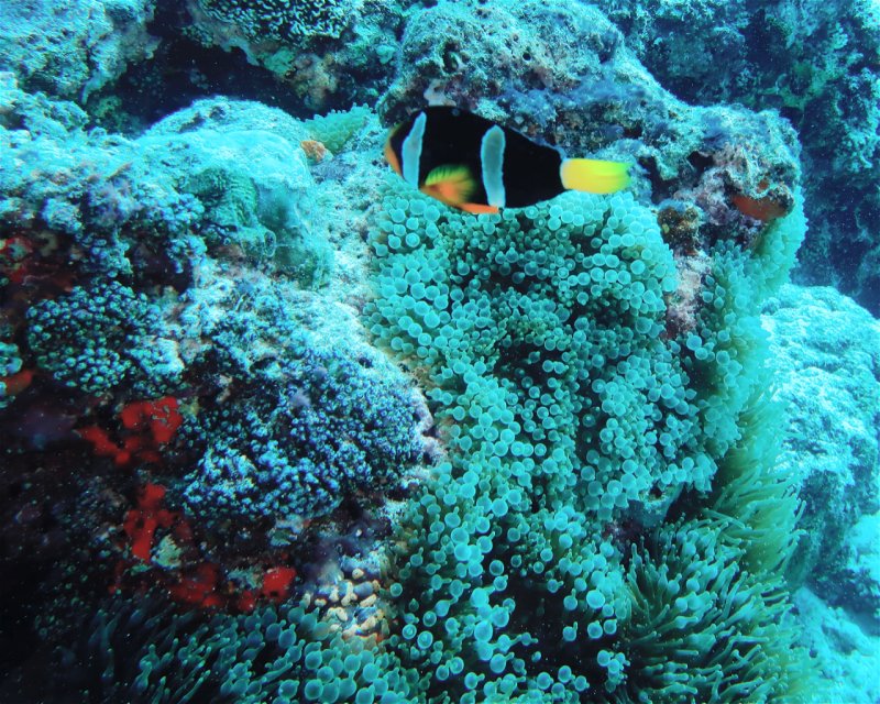 Divesite Image