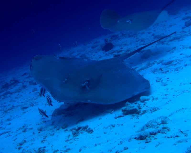 Divesite Image