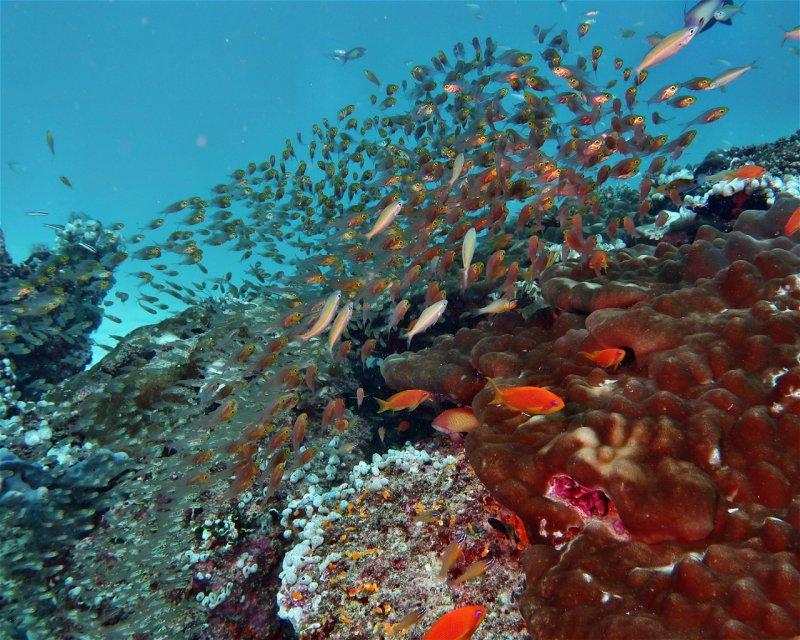 Divesite Image