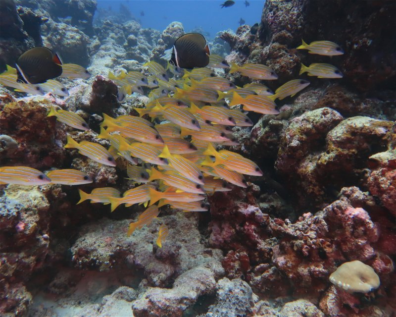 Divesite Image