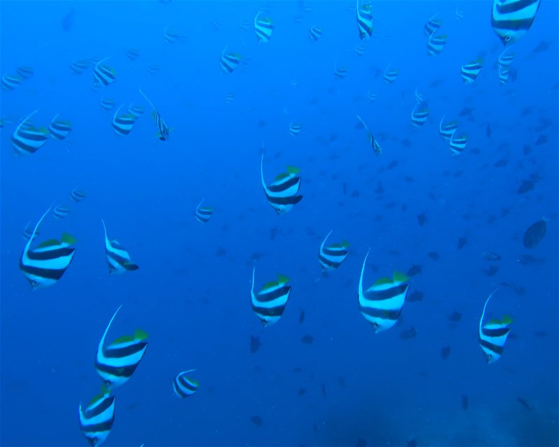 Divesite Image