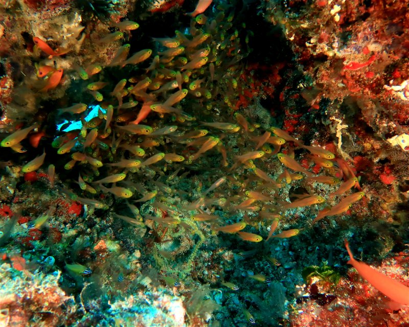 Divesite Image