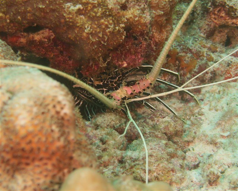 Divesite Image