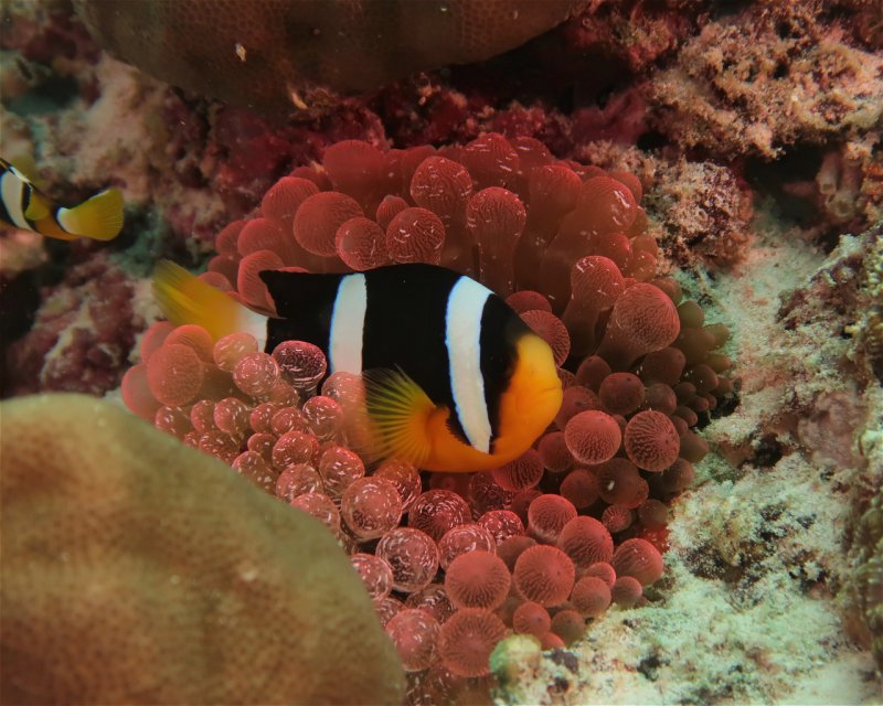 Divesite Image