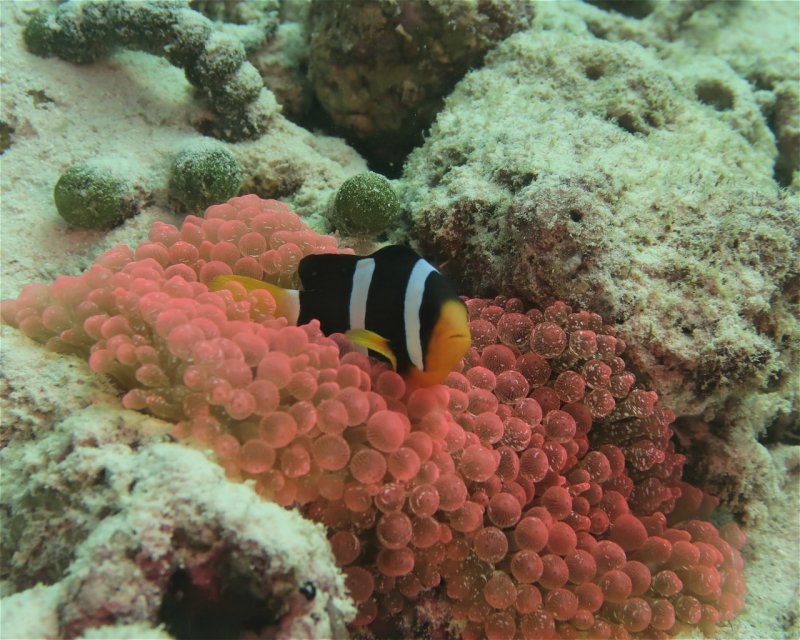 Divesite Image