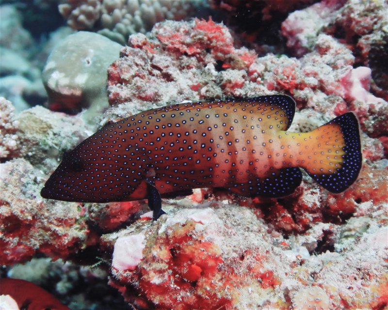 Divesite Image