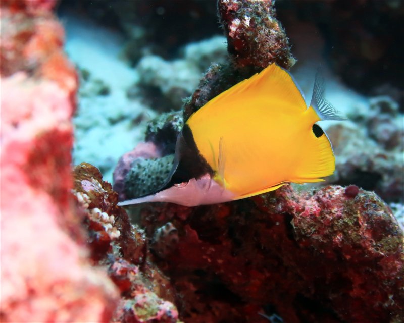 Divesite Image