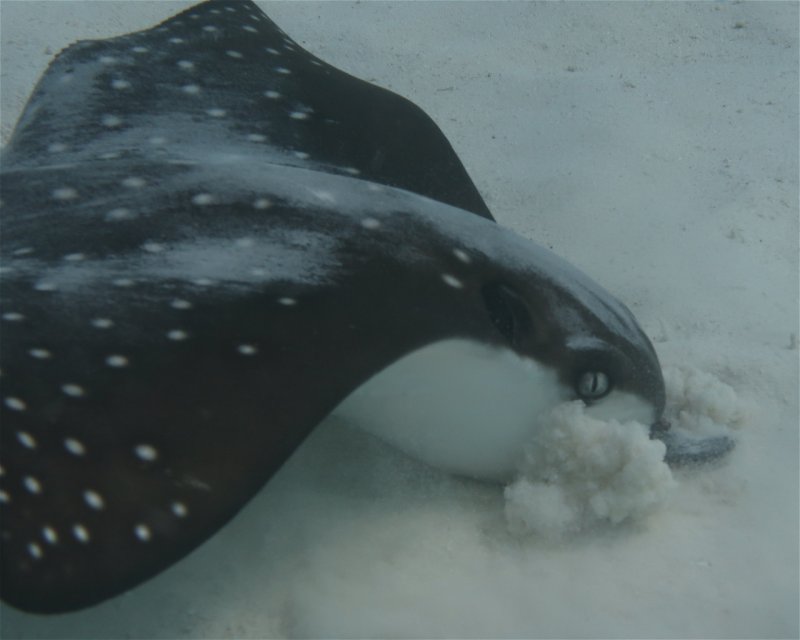 Divesite Image