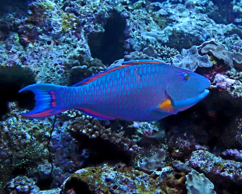 Divesite Image