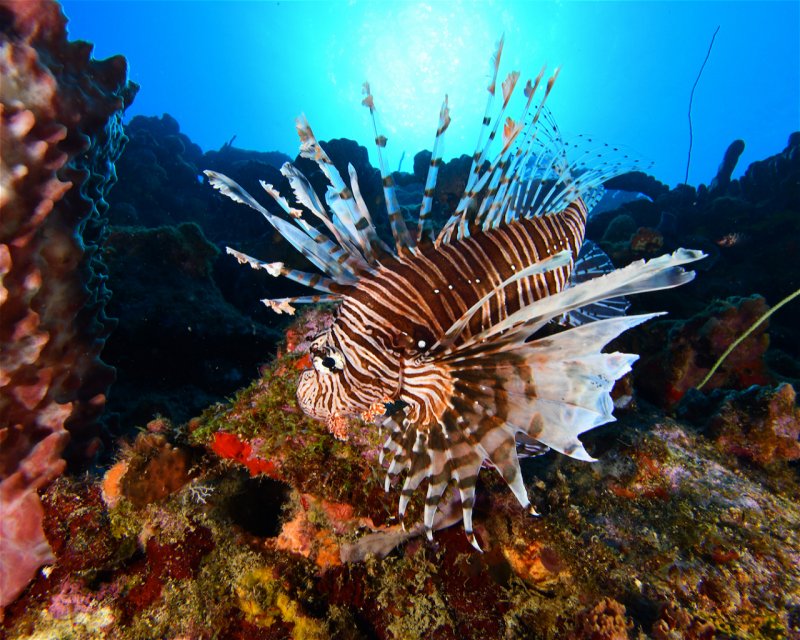 Divesite Image