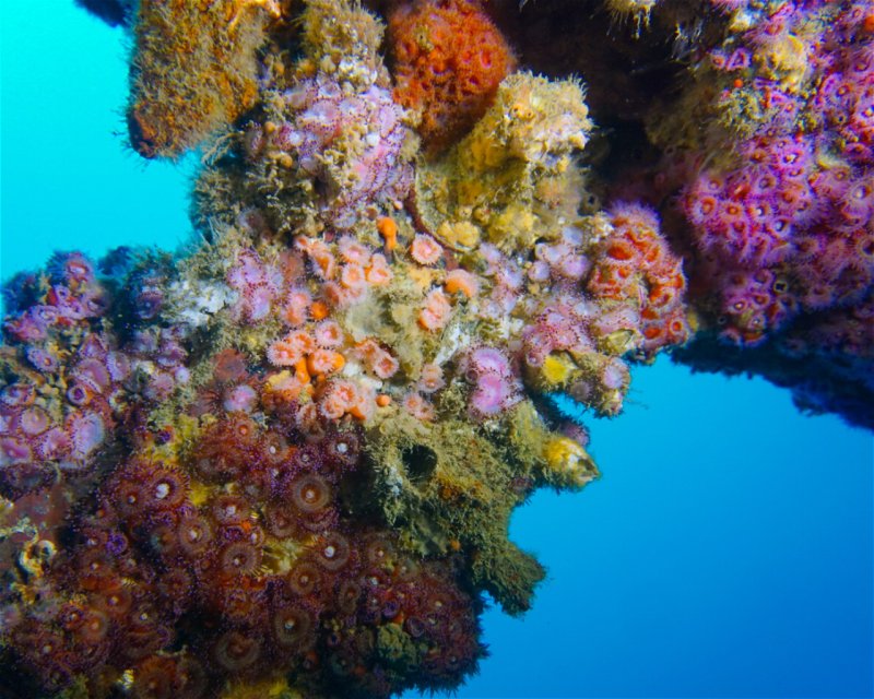 Divesite Image
