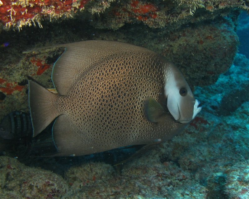 Divesite Image