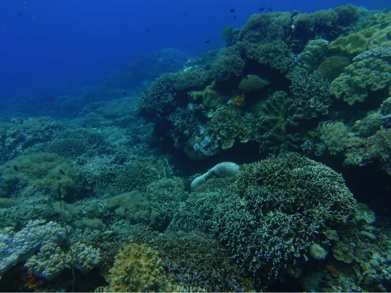 Divesite Image