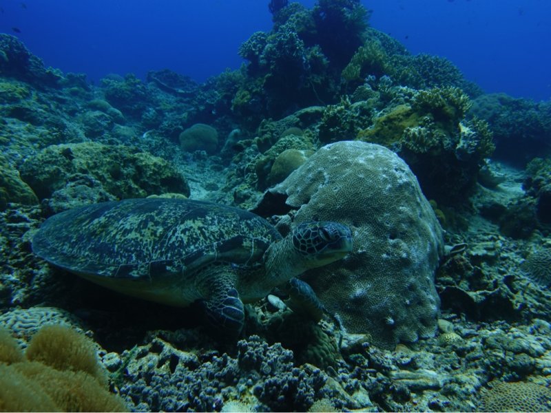 Divesite Image