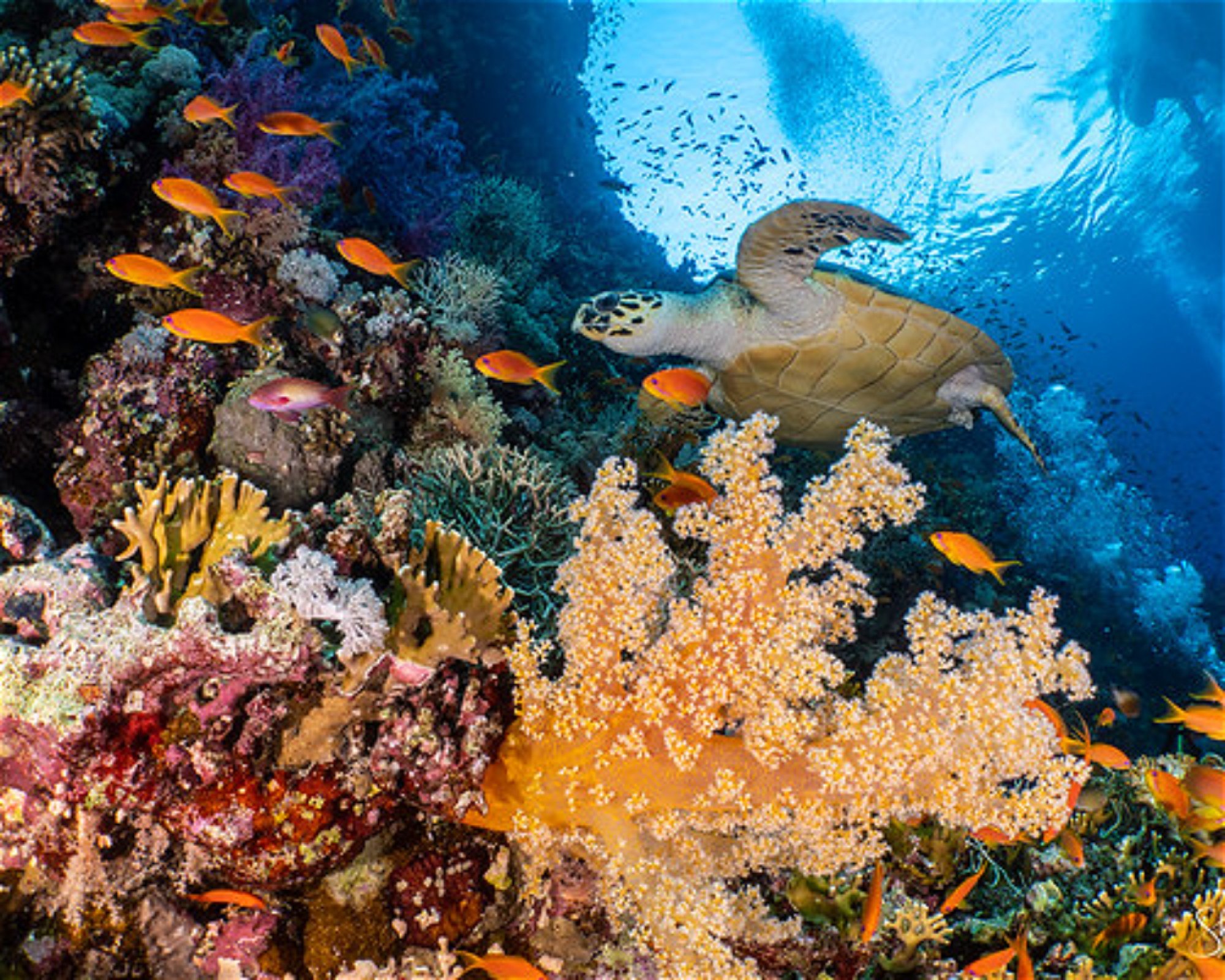 REEF SAFARI FIJI, 0000 NADI